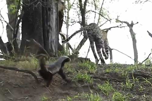 Cứu con, lửng mật tung một đòn đánh báo đốm chạy 'té khói'