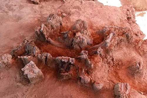 Phát hiện nghĩa địa voi ma mút khổng lồ tại thủ đô Mexico City