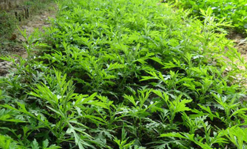 Tác dụng diệu kì của ngải cứu có thể bạn chưa biết