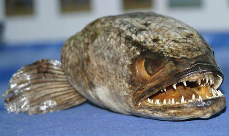 Những loài cá quái dị và nguy hiểm bậc nhất