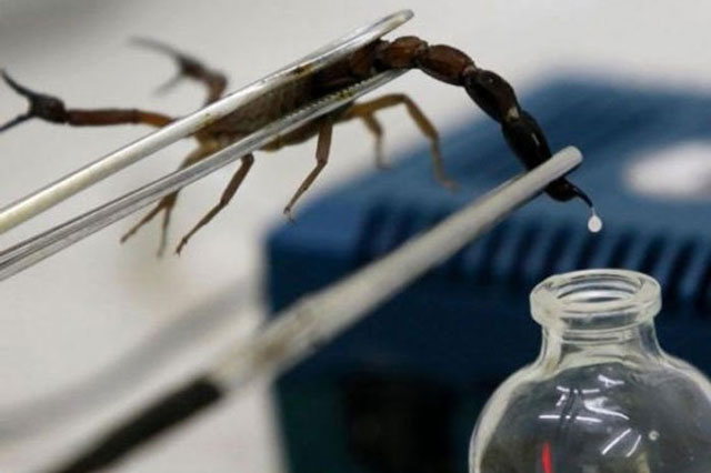 4 loại chất lỏng của động vật chính là "mỏ vàng", bán đi kiếm được cả núi tiền