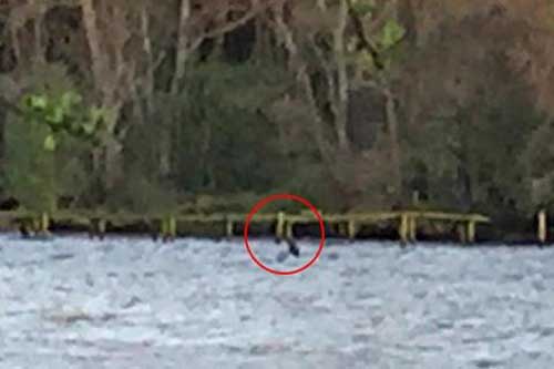 Quái vật hồ Loch Ness xuất hiện sau nghi ngờ đã chết?