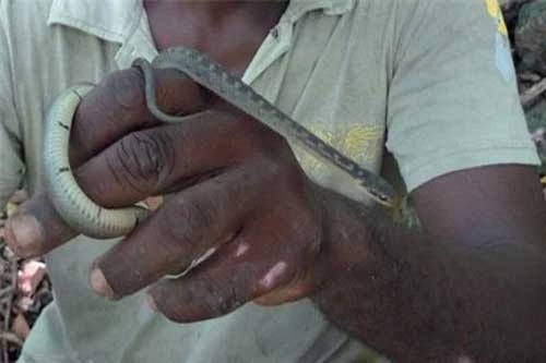  Loài rắn lải chỉ dài 1 mét rất hiền và hầu như không phản ứng khi bị bắt. Ảnh: G. Guida.