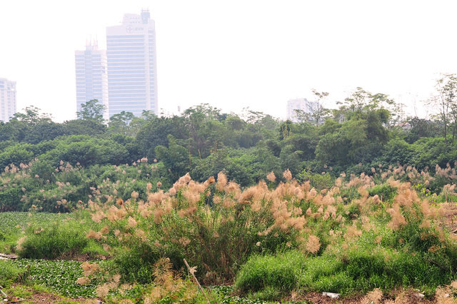 Khám phá "thiên đường" cỏ lau ngoài bãi giữa sông Hồng