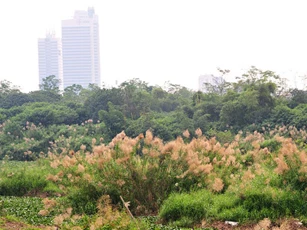 Khám phá "thiên đường" cỏ lau ngoài bãi giữa sông Hồng
