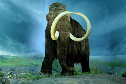 Nghiên cứu xác voi ma mút lông dày hé lộ bí mật sự di cư của người