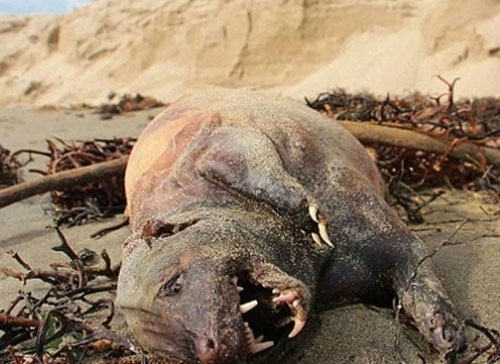Những quái vật dị dạng nhất từng dạt lên bờ biển
