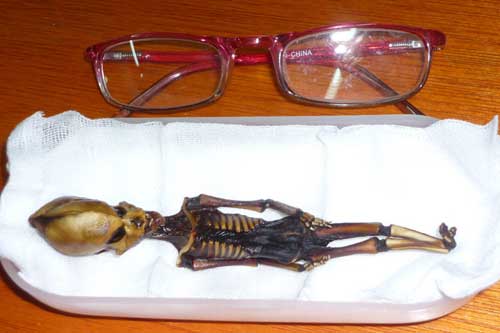 Sự thật bất ngờ về 'xác ướp người ngoài hành tinh' ở Chile