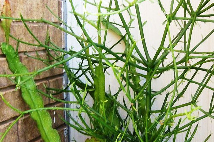 3 bài thuốc quý từ dân gian giúp chữa viêm xoang viêm xoang hiệu quả bạn nên biết