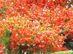 Hải Phòng tổ chức Lễ hội Hoa Phượng đỏ từ 11-13/5/2021