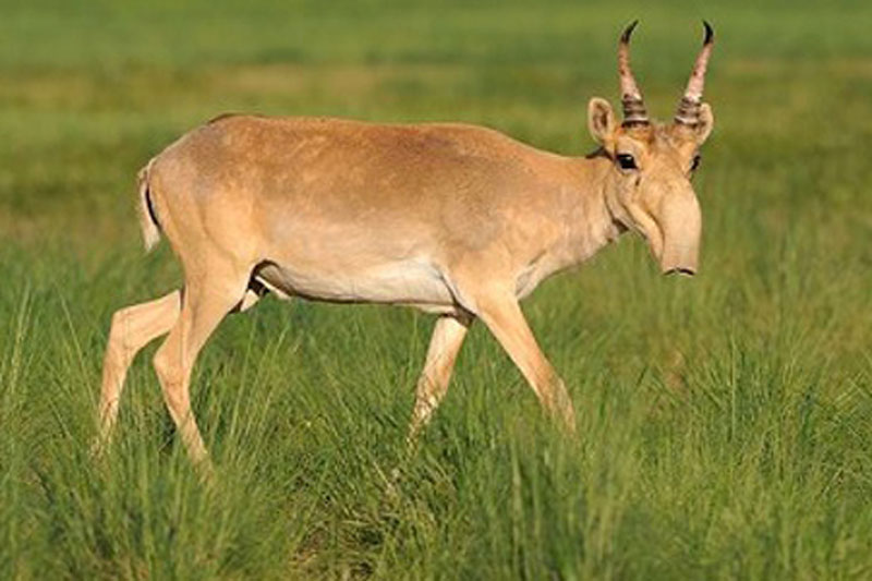 Sự thật bất ngờ khi mổ bụng con linh dương khiến người thợ săn bỏ nghề