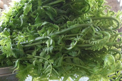 Khỏe mạnh và sống lâu hơn nếu như bạn biết tác dụng của loài cây quen thuộc này