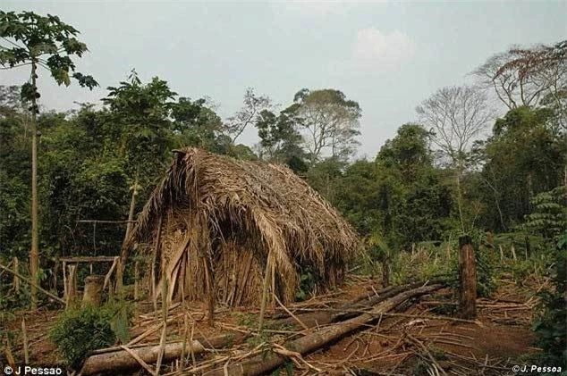 Video hiếm về người thổ dân đơn độc giữa rừng Amazon