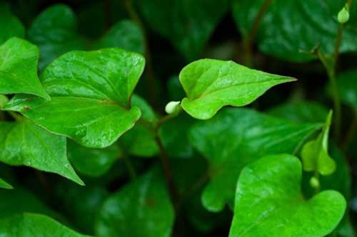 Bất ngờ với lợi ích của rau diếp cá đối với sức khỏe