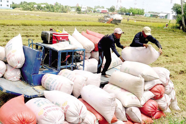 Nâng 'chất' để tăng giá trị lúa gạo