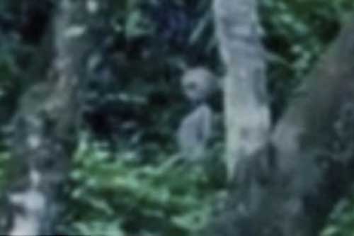 Thấy rõ người ngoài hành tinh trong rừng Amazon?