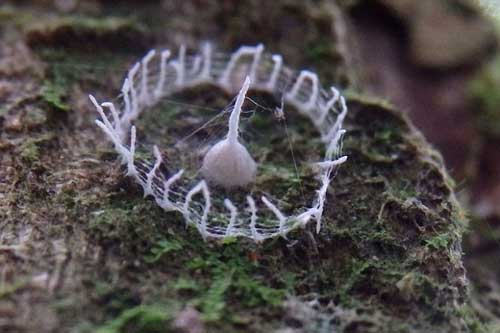 Giải đáp cấu trúc bí ẩn trong rừng Amazon