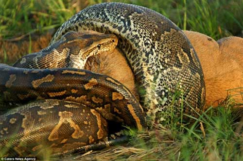 Hãi hùng trước cảnh trăn khổng lồ nuốt linh dương đầu bò