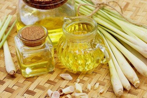 Những loại tinh dầu giúp xua đuổi muỗi