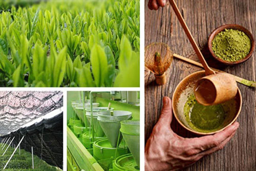 Bột trà xanh có khả năng chống và điều trị ung thư hiệu quả