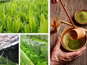 Bột trà xanh có khả năng chống và điều trị ung thư hiệu quả