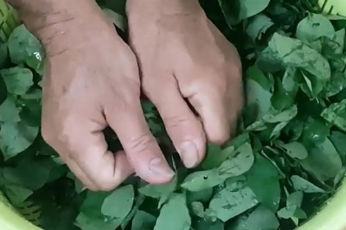 Vò nát rau ngót trước khi nấu là sai lầm: Rau mất chất, món ăn kém thơm ngon, mẹ thông thái chớ bỏ qua
