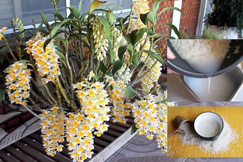 Cách tưới lan bằng nước vo gạo