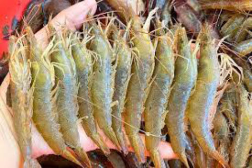 Nếu tôm có đặc điểm này bạn tuyệt đối không được mua kẻo rước bệnh vào người