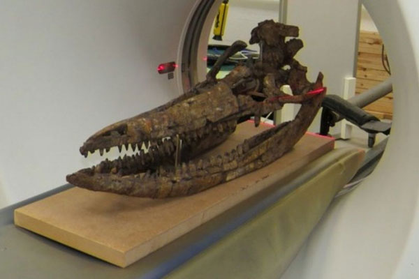 Hộp sọ 'quái vật biển' đáng kinh ngạc có niên đại gần 200 triệu năm được tiết lộ