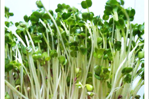 Cách trồng rau mầm bằng giấy ăn cực đơn giản tại nhà, thu hoạch mỏi tay không hết