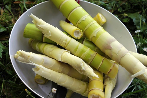 Nấu măng đậy vung hóa chất ngấm ngược trở lại cả nhà 'rước' độc, hãy nắm lấy để không mắc phải sai lầm