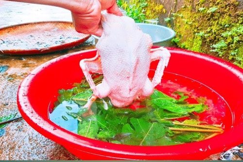 Dùng 1 nắm lá đu đủ nhổ lông vịt siêu nhanh, không dính một cọng lông măng lại hết sạch mùi hôi