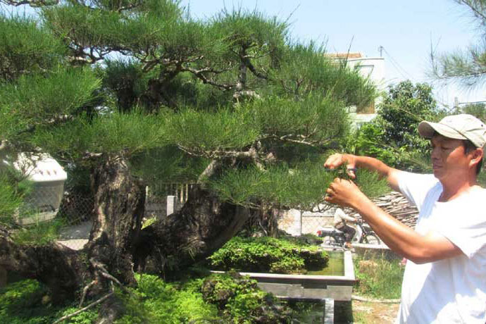 5 loại cây tuyệt đối không được trồng trong nhà, đặc biệt là trước cổng chính