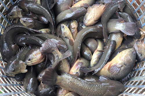 Cách phân biệt cá rô đồng và cá rô nuôi chỉ nhờ đúng 1 điểm