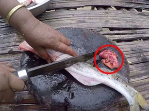 4 bộ phận của cá tuyệt đối không nên ăn để tránh bị ngộ độc