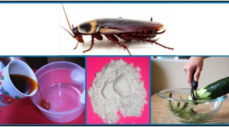 Tuyệt chiêu diệt gián, đuổi gián đơn giản nhất và hiệu quả tức thì