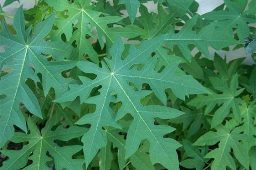 Công dụng chữa bệnh thần kỳ của lá đu đủ không phải ai cũng biết 