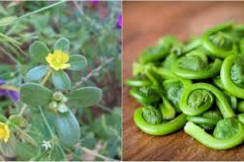 5 loại “rau trường thọ” có đầy ở Việt Nam mà ai cũng nhầm tưởng đây là thứ "cỏ rẻ tiền"