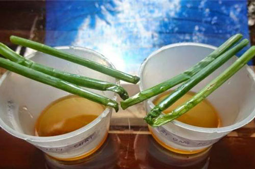 Bí quyết phân biệt mật ong thật - giả chính xác 99%