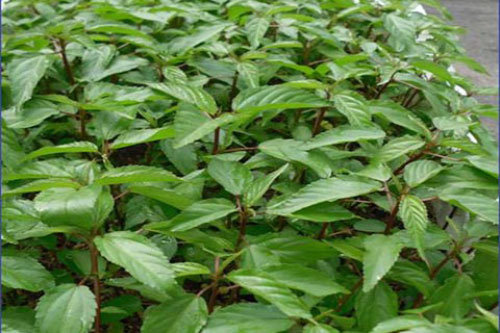 Công dụng bất ngờ và tuyệt vời của rau đay với sức khỏe