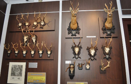 Khám phá Khung cảnh bên trong bảo tàng 'thợ săn' ở Romania