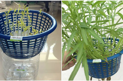 Cách trồng rau muống bằng rổ không cần đất vô cùng đơn giản