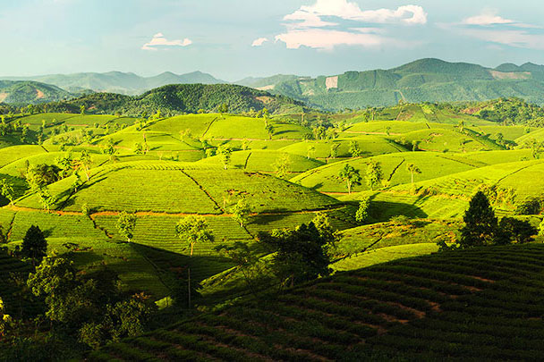 Vẻ đẹp như trong truyện cổ tích của đồi chè lúc sương sớm