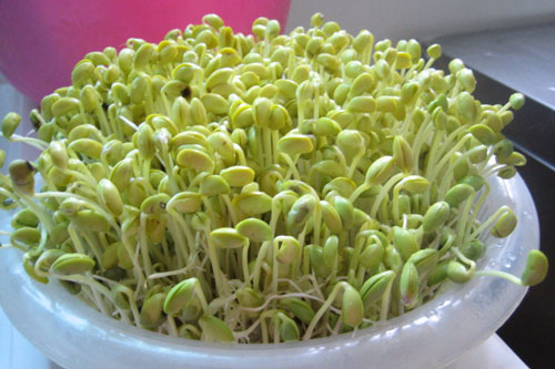 3 loại thực phẩm mọc mầm được ví như 'tiên dược' cực tốt cho sức khỏe