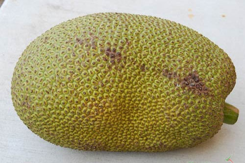 Chỉ cần nhìn mủ, gai là bạn có thể nhận biết mít bị tiêm hóa chất