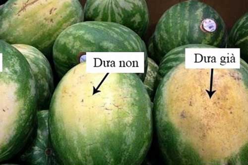 Cách chọn dưa hấu vỏ mỏng, đỏ ngọt như ý