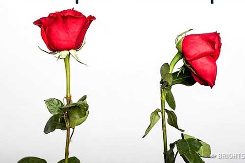 10 mẹo vặt hữu dụng bất ngờ có thể giúp ích cho bạn