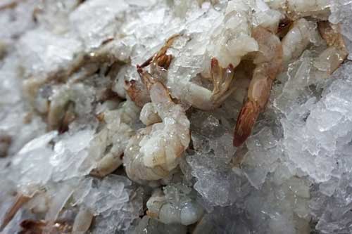 4 sai lầm khi sơ chế tôm mà nhiều người mắc phải