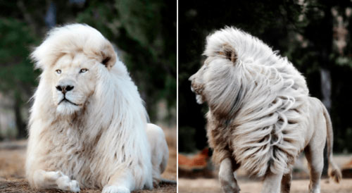 Loạt ảnh cận cảnh sư tử trắng ai nhìn cũng kinh ngạc