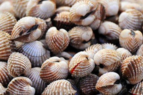 Tuyệt chiêu chọn mua ngao, sò, ốc, hến tươi ngon